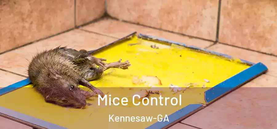 Mice Control Kennesaw-GA