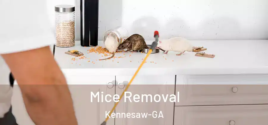 Mice Removal Kennesaw-GA