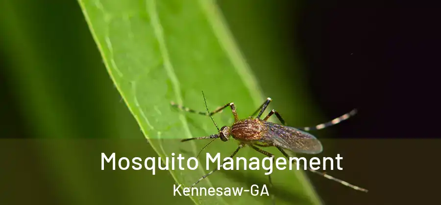 Mosquito Management Kennesaw-GA