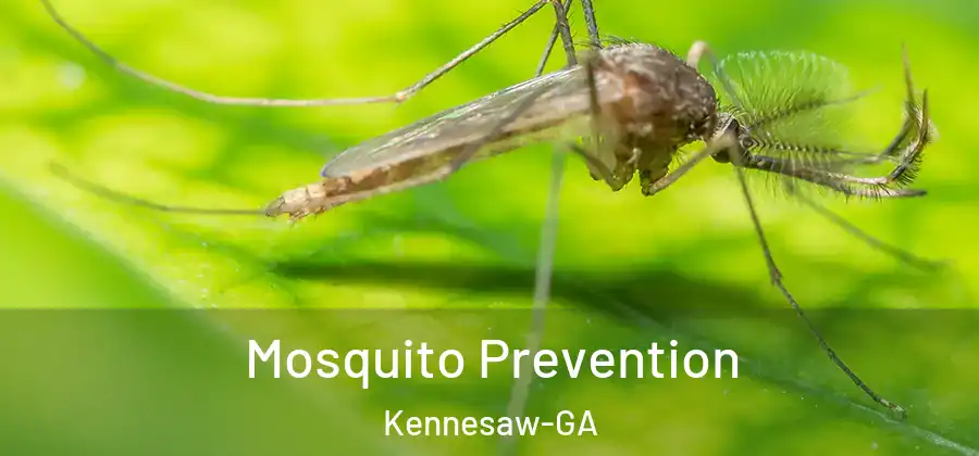 Mosquito Prevention Kennesaw-GA
