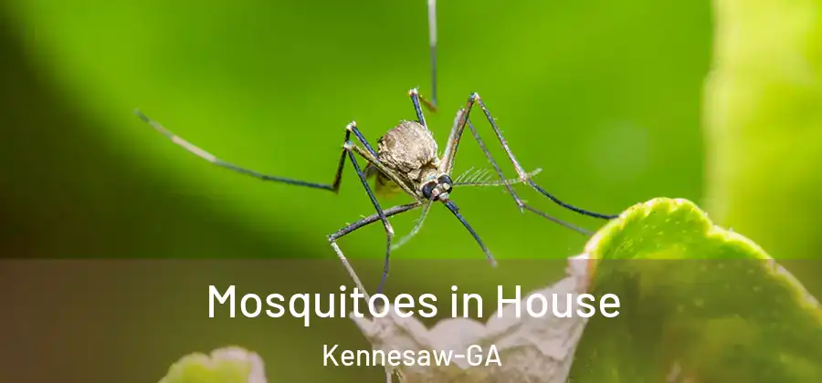 Mosquitoes in House Kennesaw-GA