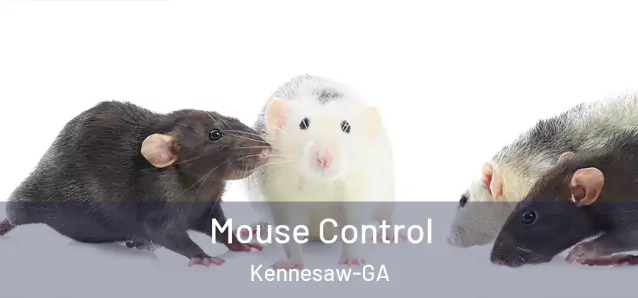 Mouse Control Kennesaw-GA