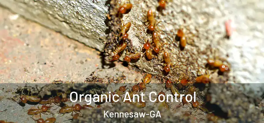 Organic Ant Control Kennesaw-GA