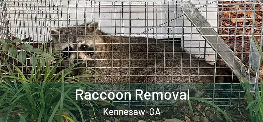 Raccoon Removal Kennesaw-GA