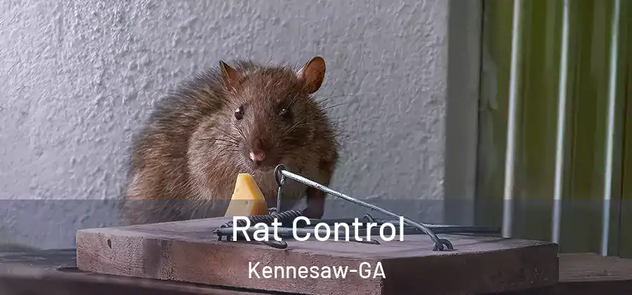 Rat Control Kennesaw-GA