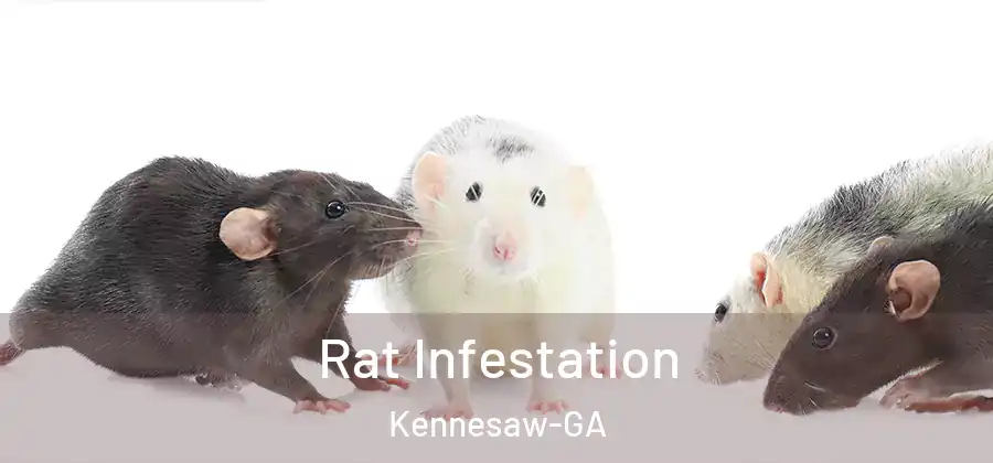 Rat Infestation Kennesaw-GA
