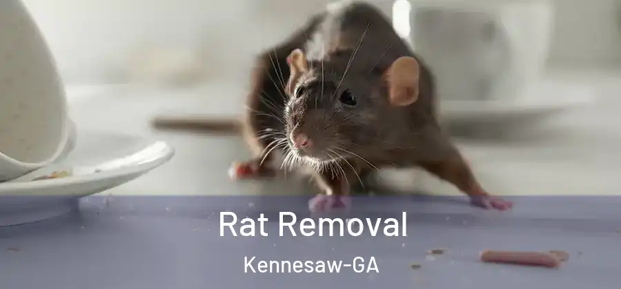 Rat Removal Kennesaw-GA