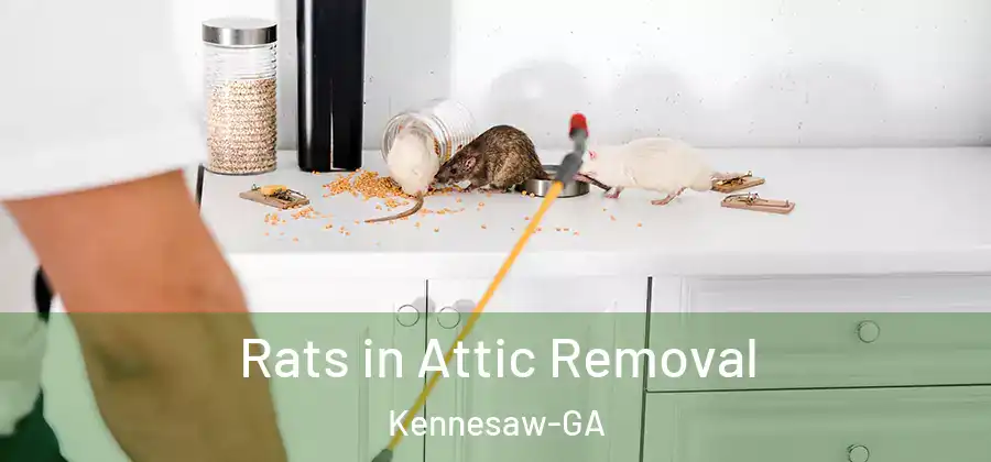 Rats in Attic Removal Kennesaw-GA