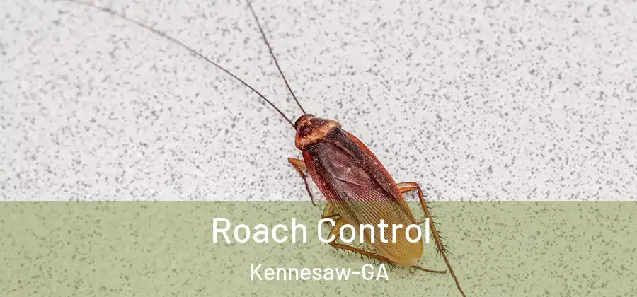 Roach Control Kennesaw-GA