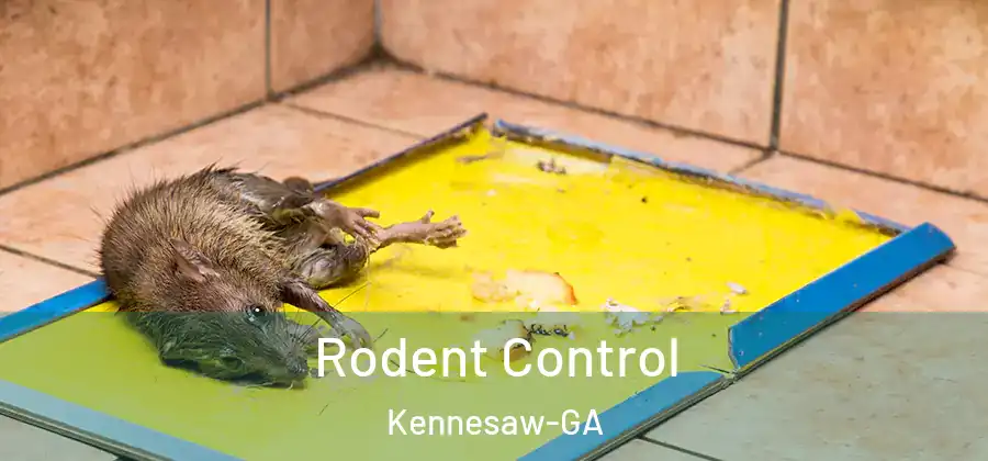 Rodent Control Kennesaw-GA