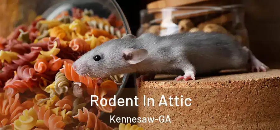 Rodent In Attic Kennesaw-GA