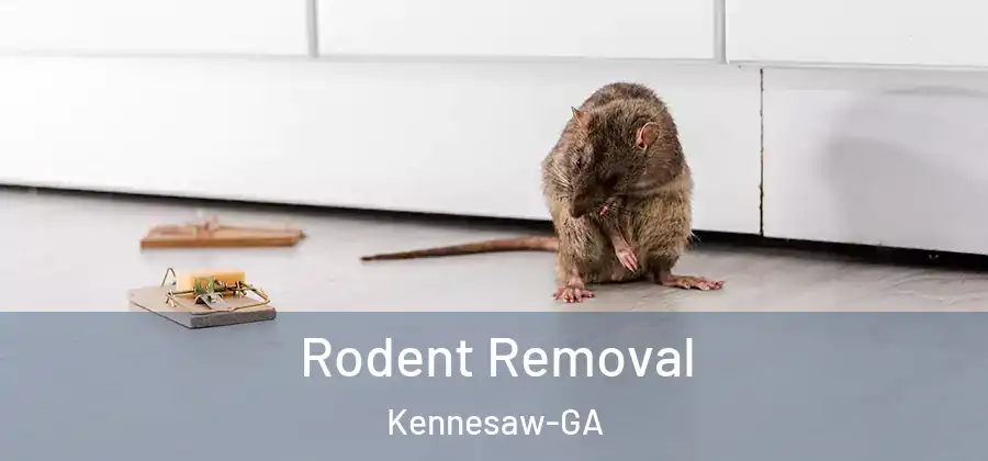 Rodent Removal Kennesaw-GA