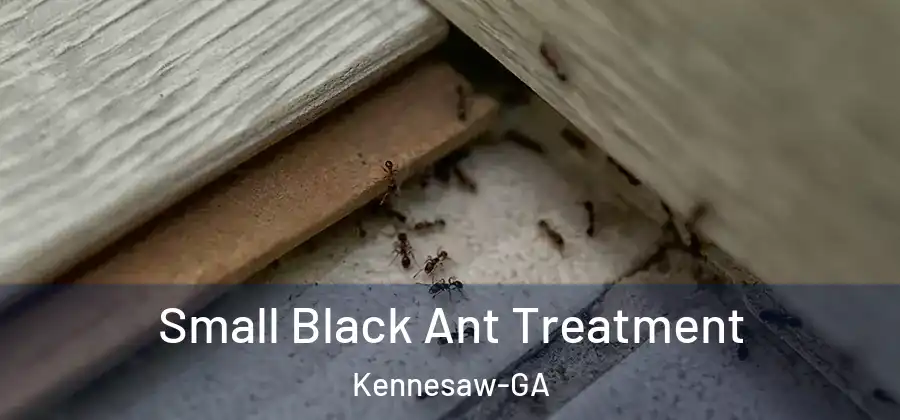 Small Black Ant Treatment Kennesaw-GA