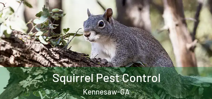 Squirrel Pest Control Kennesaw-GA