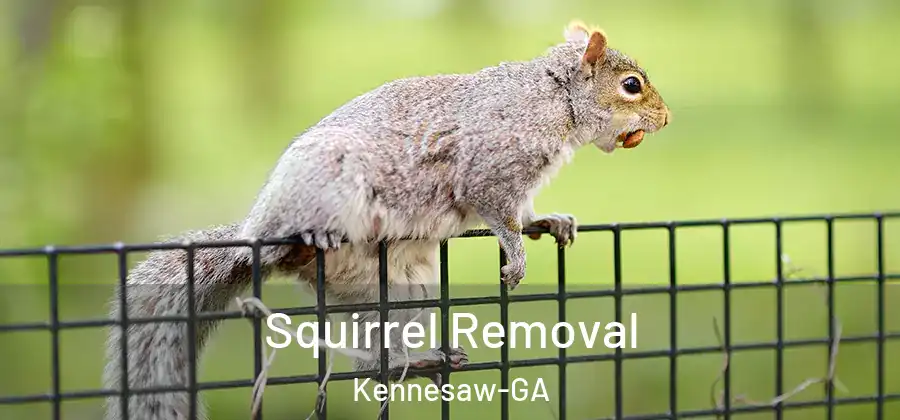 Squirrel Removal Kennesaw-GA
