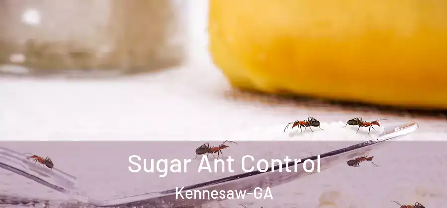 Sugar Ant Control Kennesaw-GA
