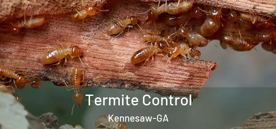 Termite Control Kennesaw-GA