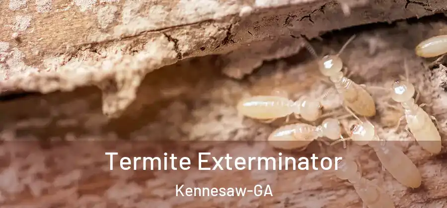Termite Exterminator Kennesaw-GA
