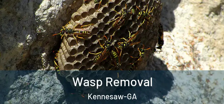 Wasp Removal Kennesaw-GA