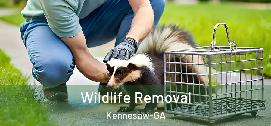 Wildlife Removal Kennesaw-GA